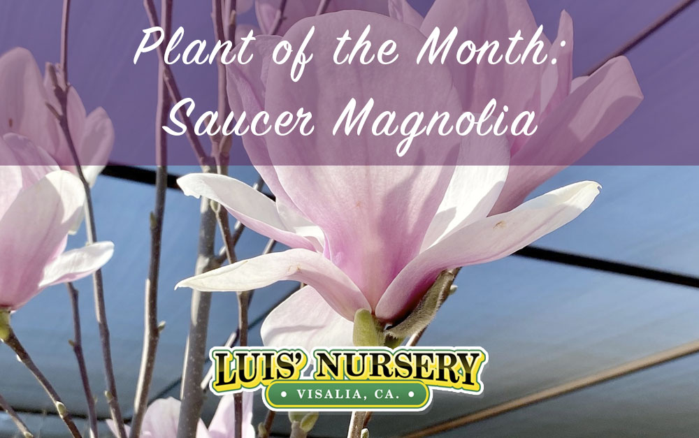 Plant of the Month Saucer Magnolia Luis' Nursery Visalia, California