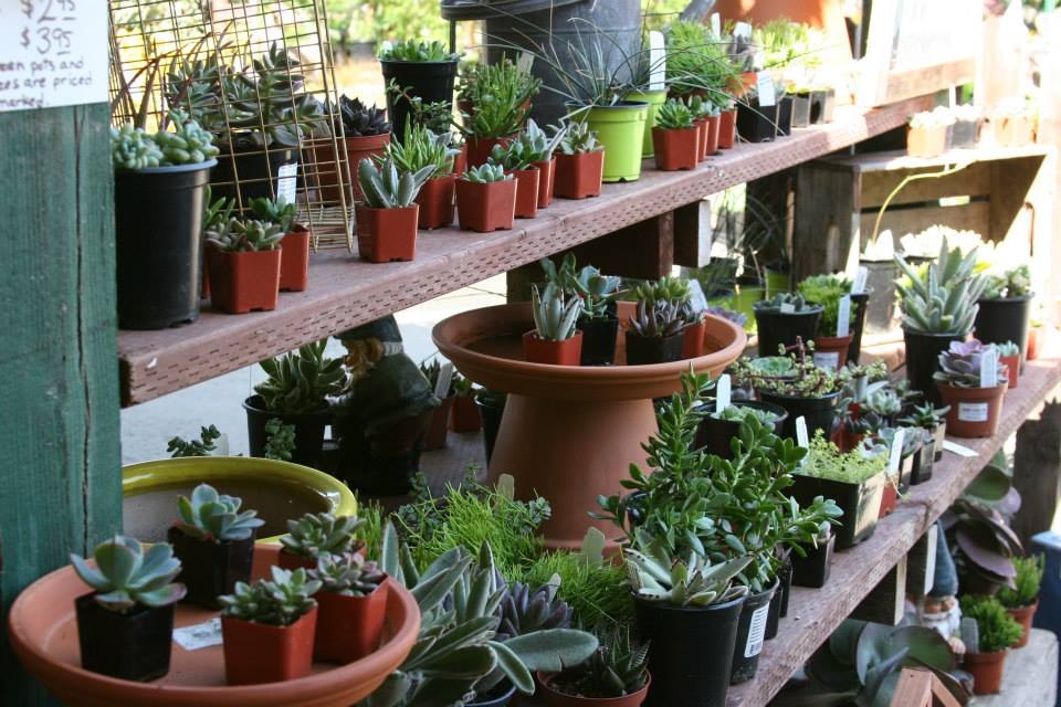 Luis Nursery Visalia Ca Zef Jam