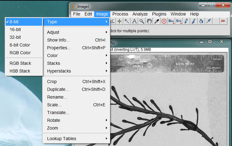 Blog Archive » Measuring leaf or algae blade area in a digital photo with ImageJ