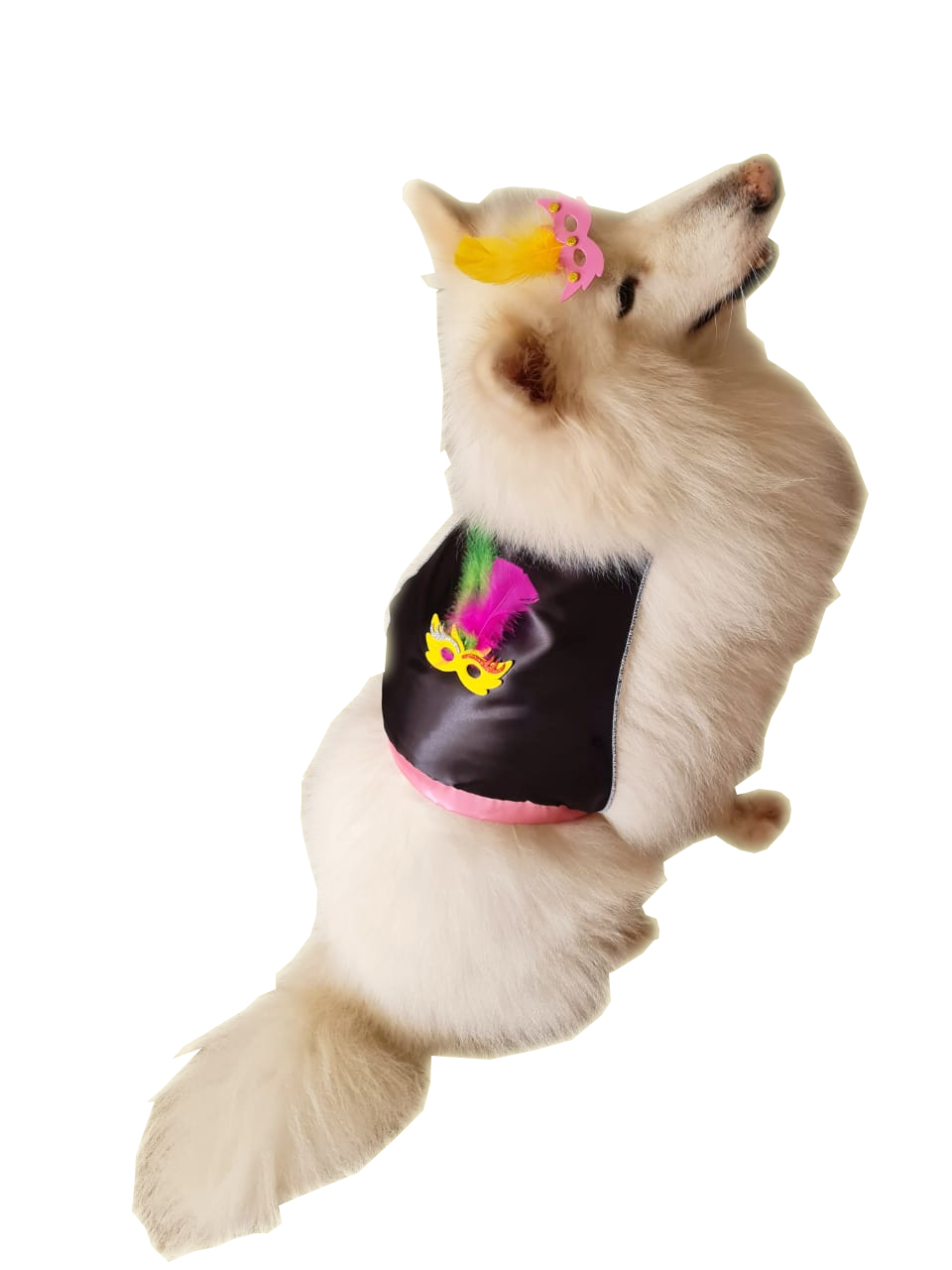 Carnaval 2020 Lulu Dog Moda Pet