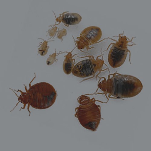 Municipality ApprovedPest Control Dubai,UAEExterminator CompanyLulu