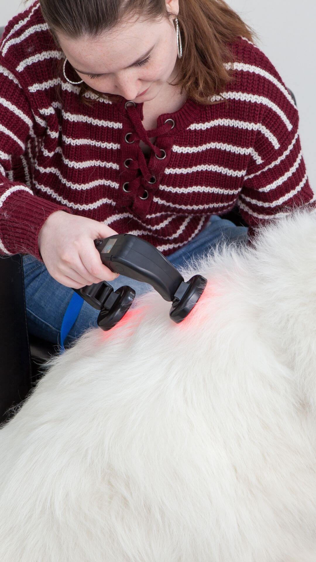 How LumaCare Ark Transforms Cold Laser Therapy for Dogs LumaCare Lasers