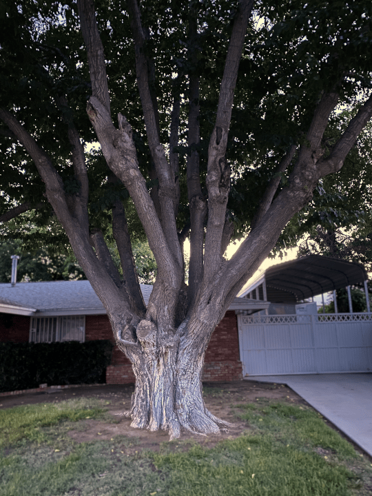 What can I make out of a Mulberry Tree? LumberJim