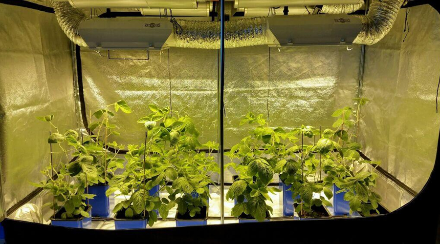 7 Best Small Grow Tents Mini Grow Tent Indoor