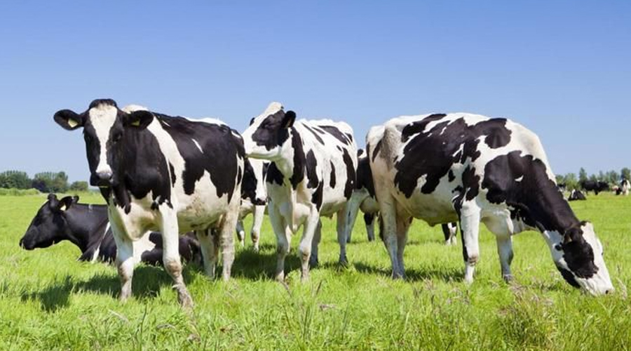 6 Best Cattle Prods Electric Stick for Livestock 2023 LumBuy