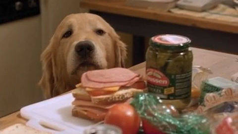 We did not find results for: Air Bud Golden Receiver Movies Disney Buddies