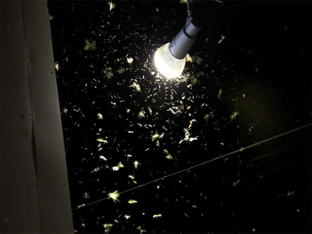 Do LEDs Attract Insects? Lumitex LED Lighting