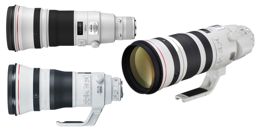 The Best Canon Lenses For Wildlife Photography
