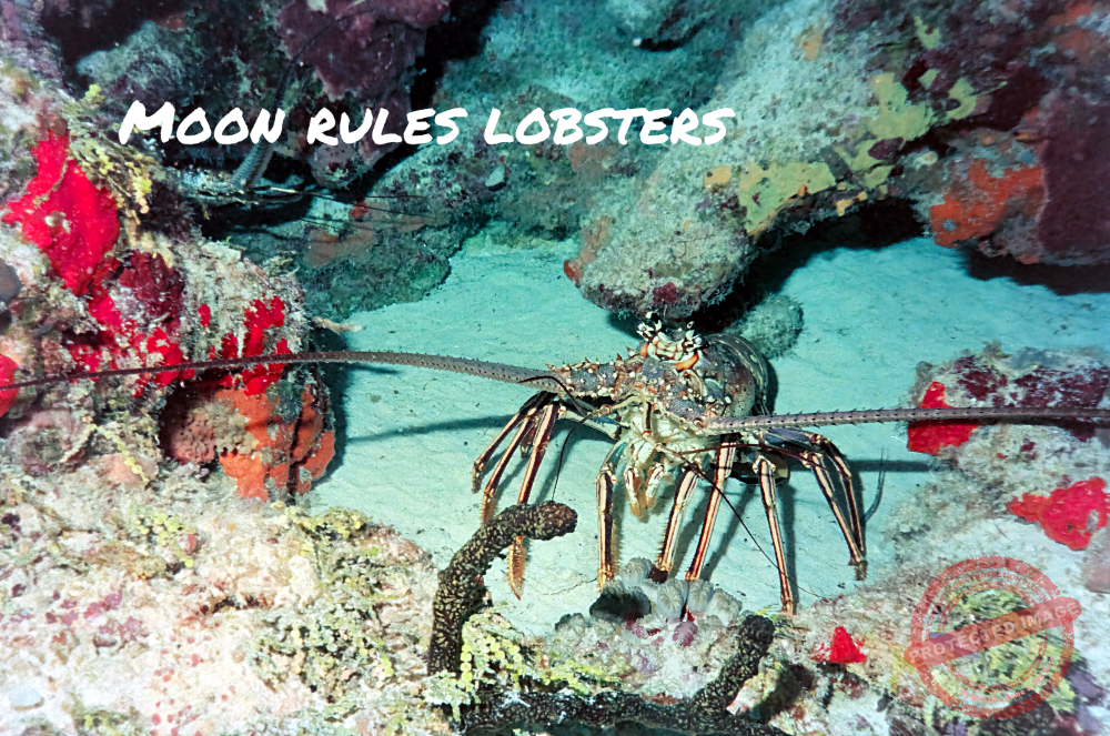 Astrological Ruler of Lobsters Lunar Returns