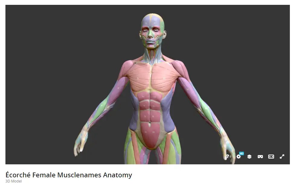The Top Best Tools for Mastering Human Anatomy Drawing LUNAR ★ MIMI