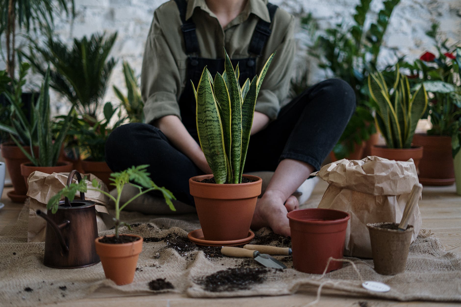 Plantito/Plantita: