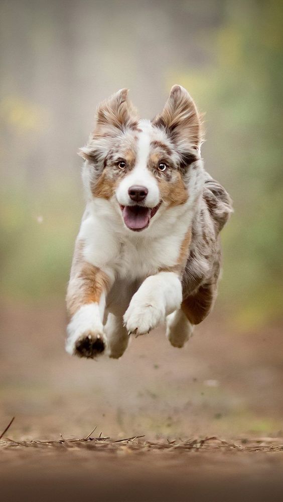 How To Take Care Of A Dog For Beginners Luna's Pack