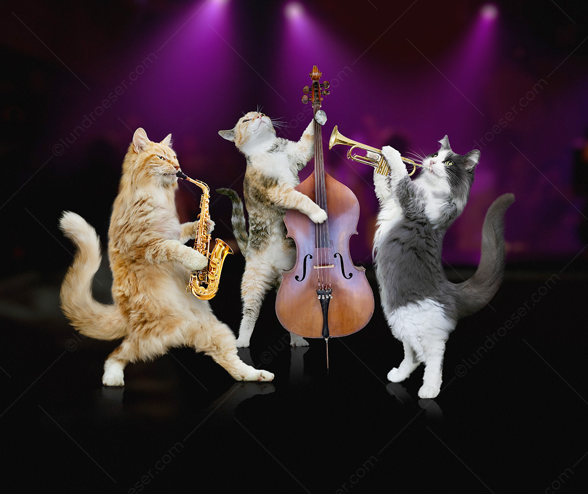 4 Funny Jazz Playing Cat Photos LundRoeser Photography