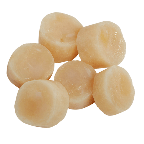 USA Sea Scallops from Lund's Fisheries