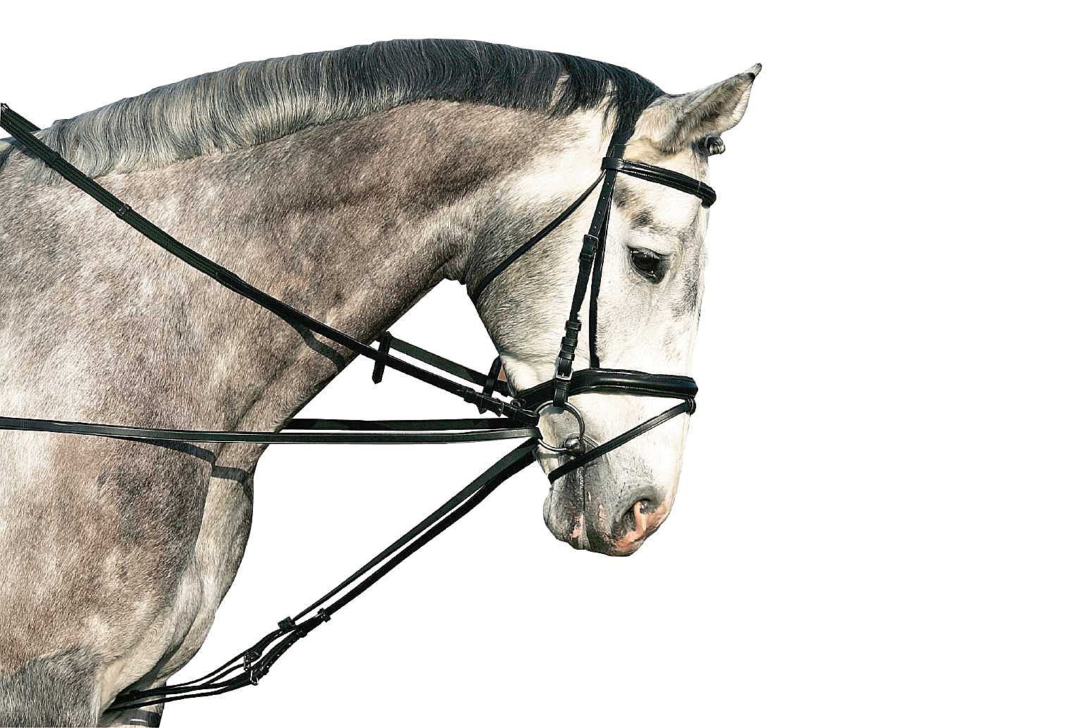Different types of side reins Horse Pilates