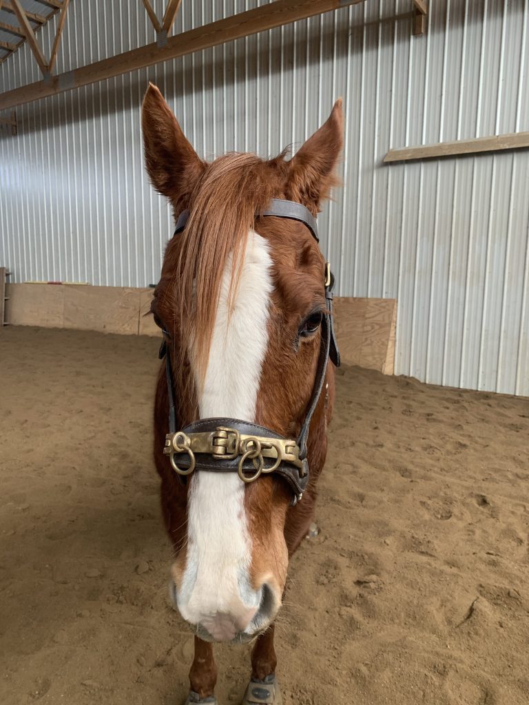 The Essential Guide for Lunging with a Cavesson Horse Pilates