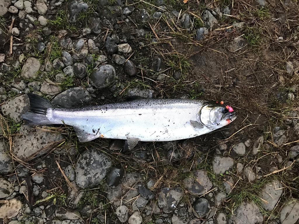 2020 Big Quilcene River fishing report The Lunkers Guide