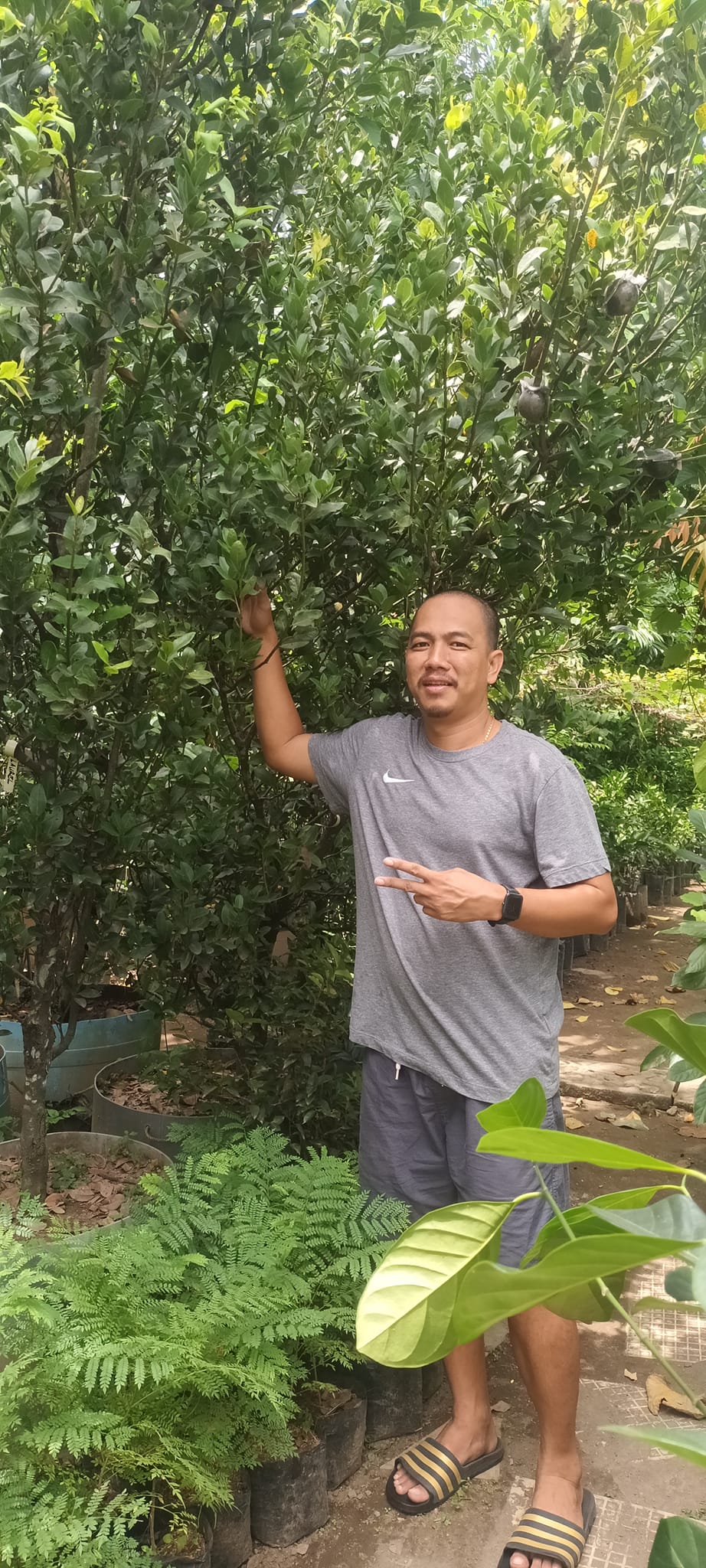 Laurel Bay Leaf (Marcotted plants) Lunti Plant Nursery