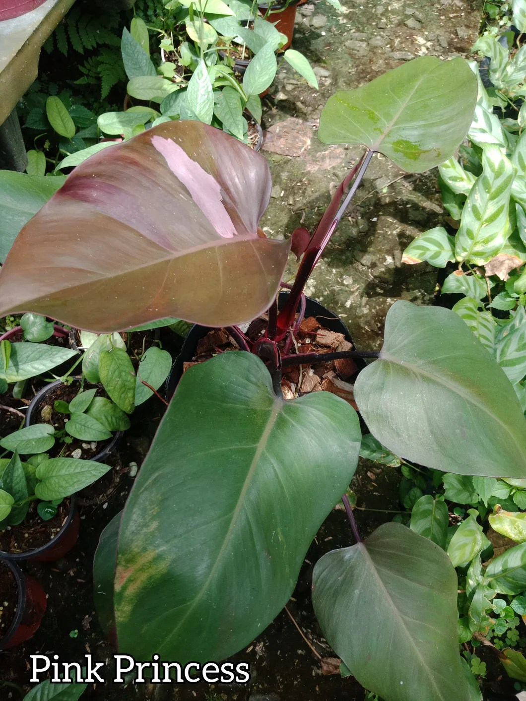 Pink Princess Lunti Plant Nursery