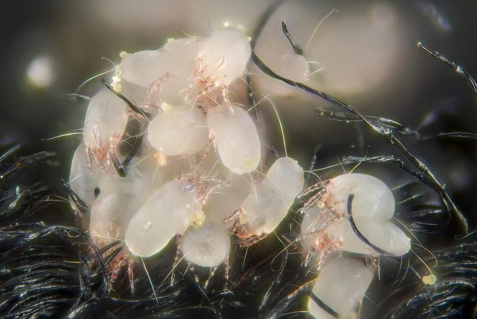 Where do bed mites come from? Ocean Cleans Knowledge