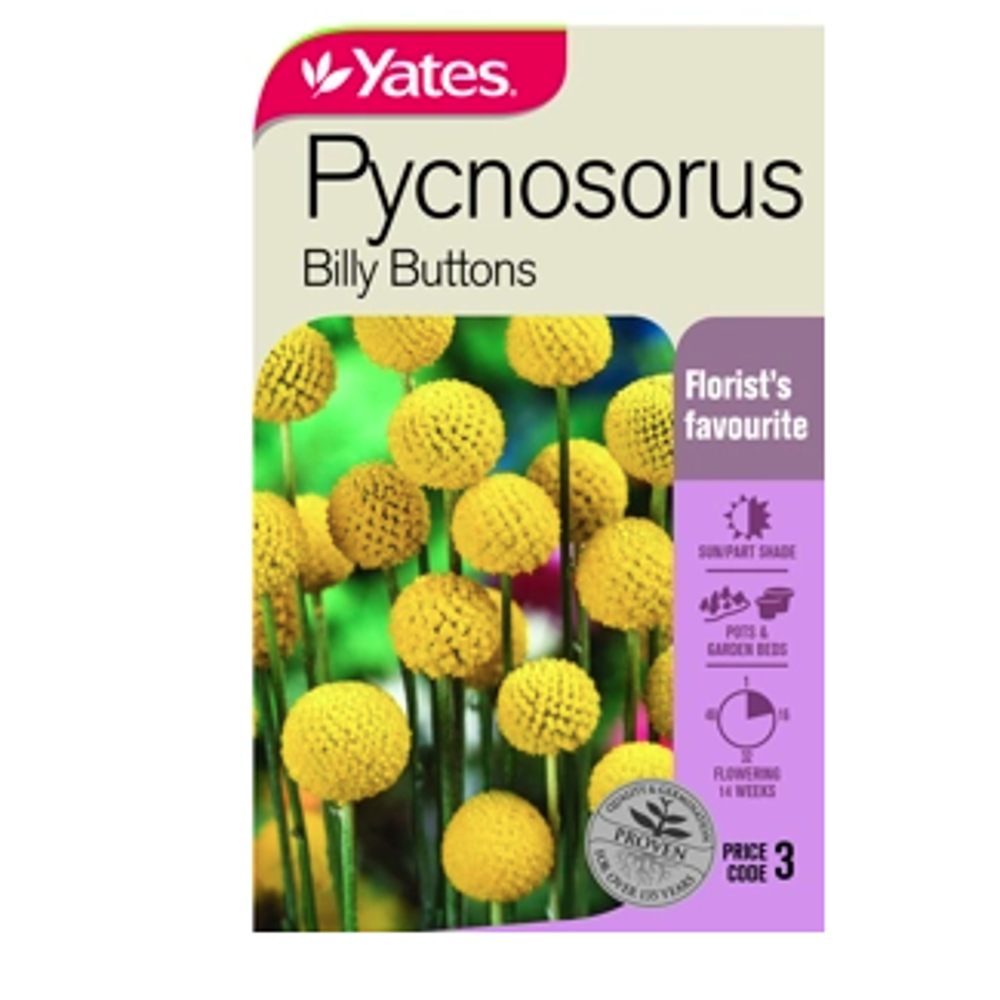 Seed Pycnosorus Billy Button Lushingtons