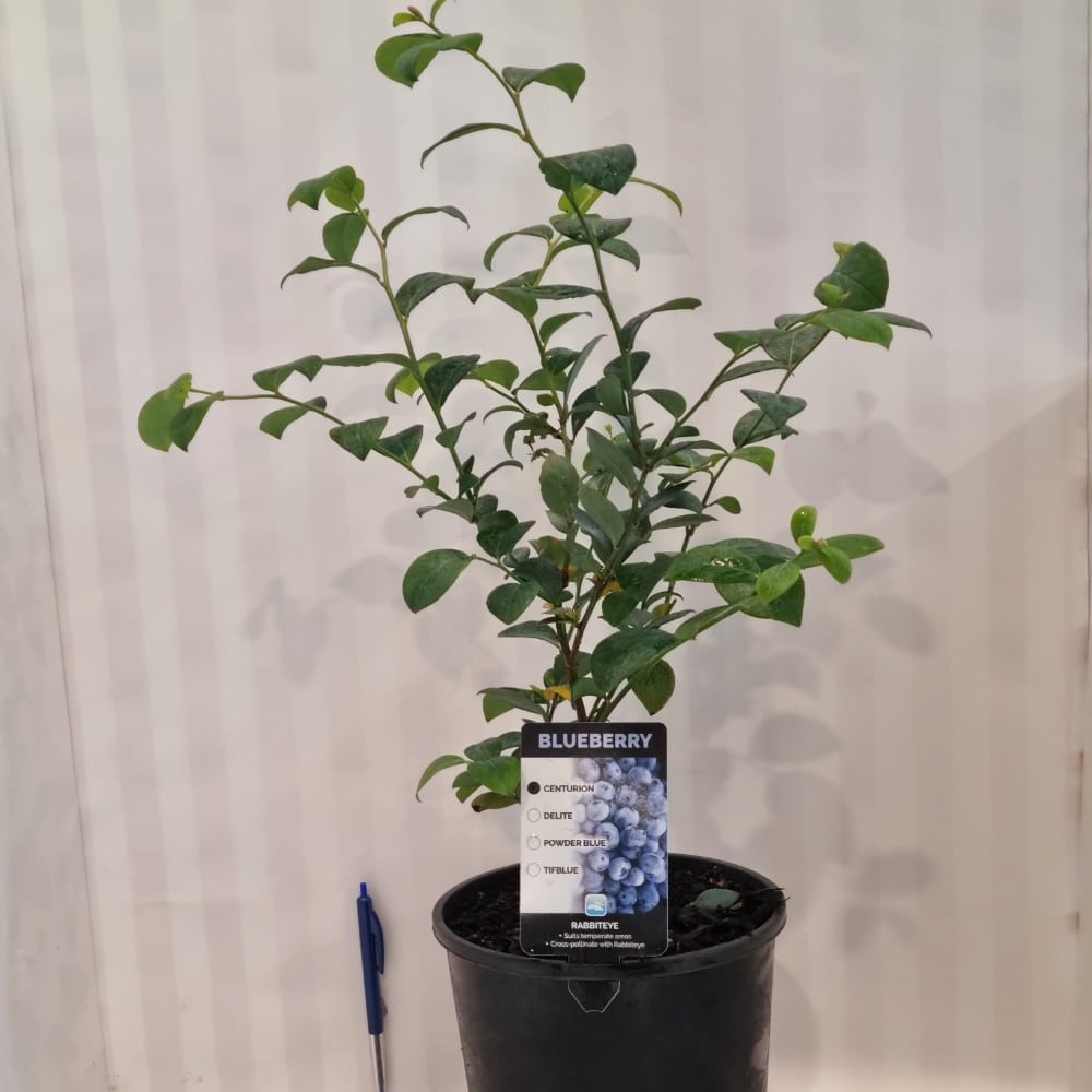 Blueberry 'Centurion' 3.3L Lushingtons