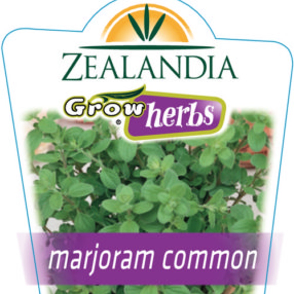Marjoram Herb 10m pot Lushingtons