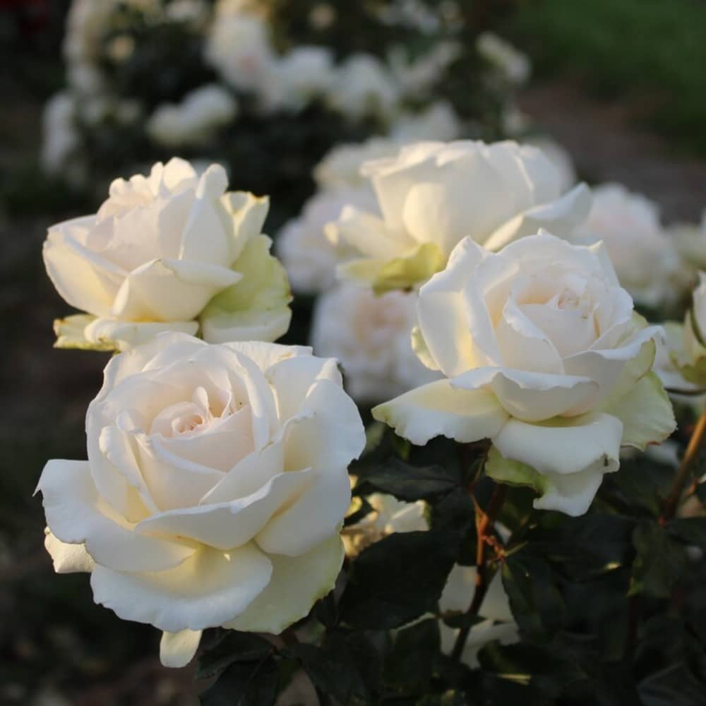 Rose 'Auckland Metro' Lushingtons