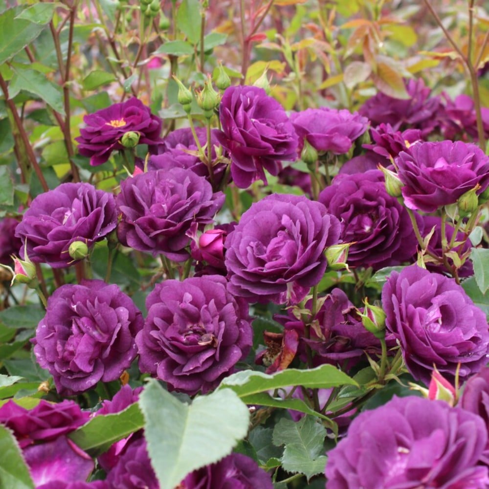 Rose 'Ebb Tide' Lushingtons