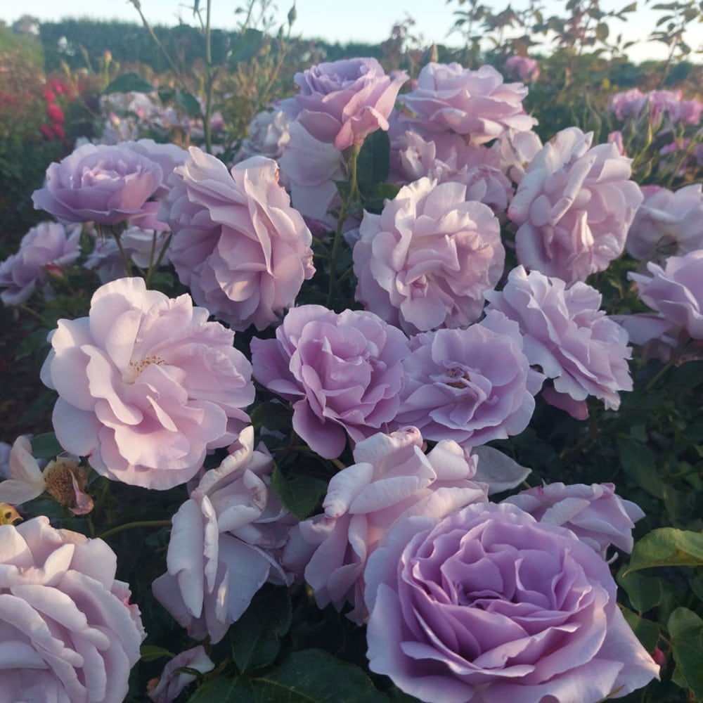 Rose Me Not' Lushingtons