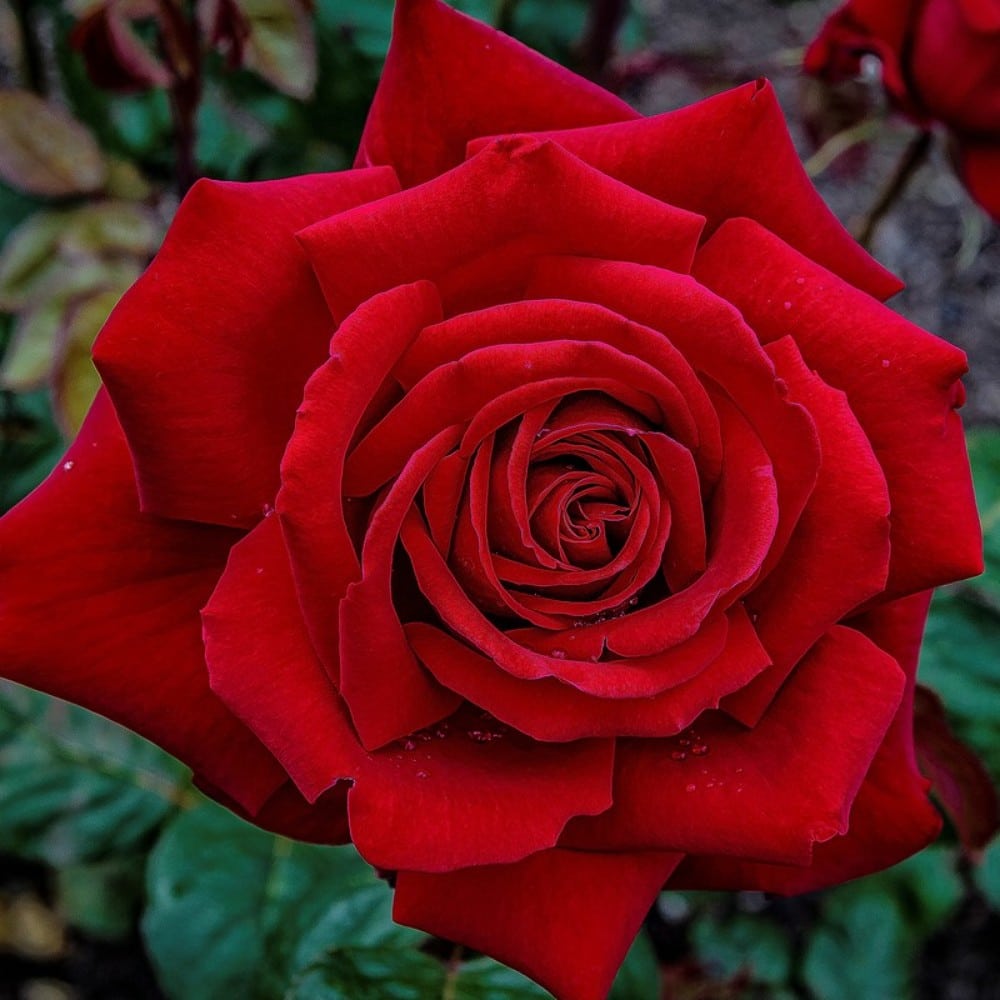 Rose 'Loving Memory' Lushingtons