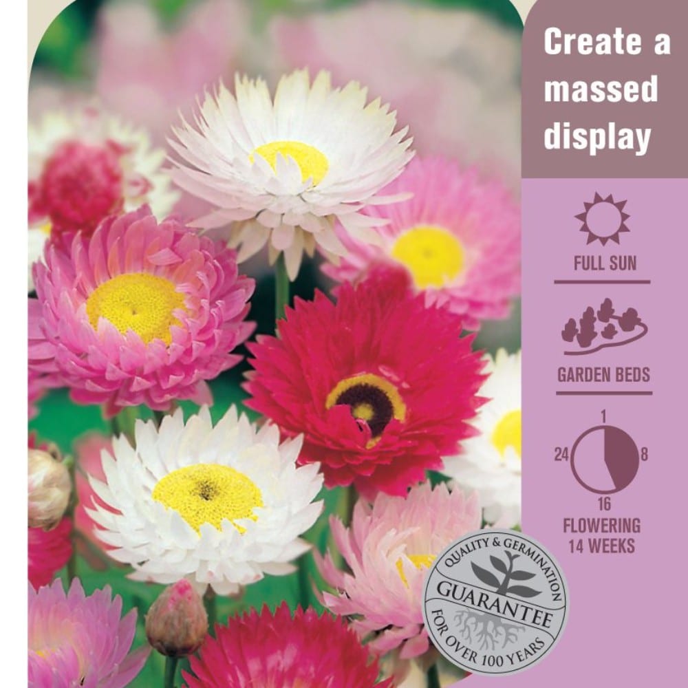 Seed Daisy' Everlasting' Lushingtons