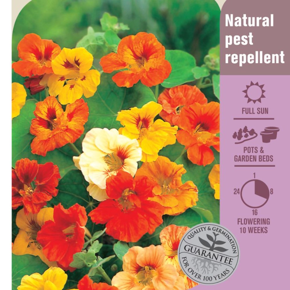 Seed Nasturtium 'Jewel Mix' Lushingtons