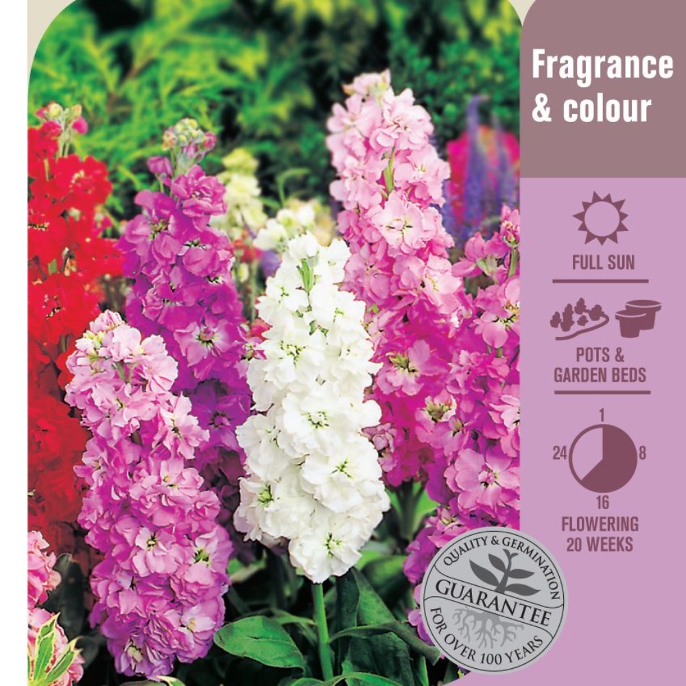 Seed Stock Giant Perfection Lushingtons