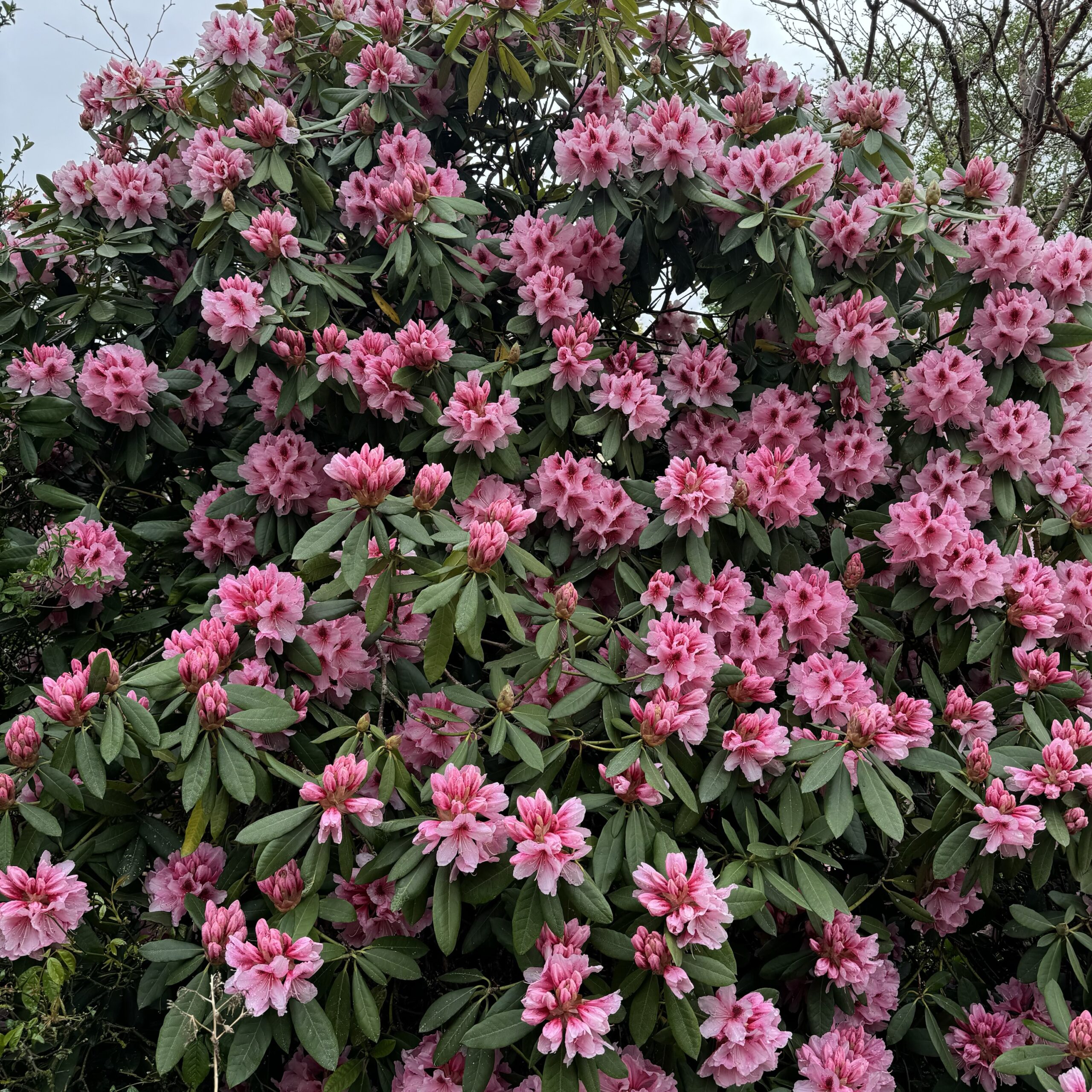 Rhododendron 'Mrs G W Leak' PB8 Lushingtons(08)