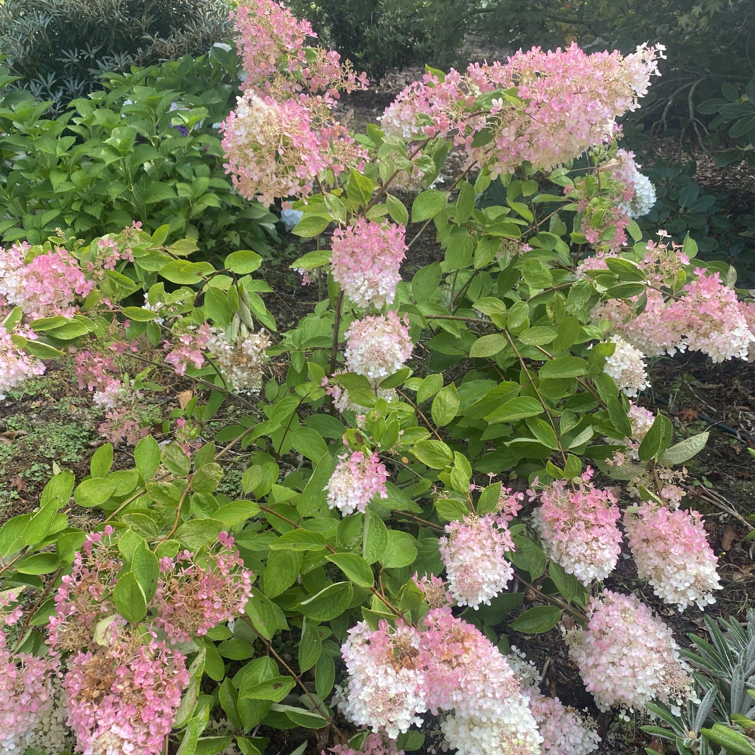 Hydrangea 'Candlelight' 3.3L Lushingtons