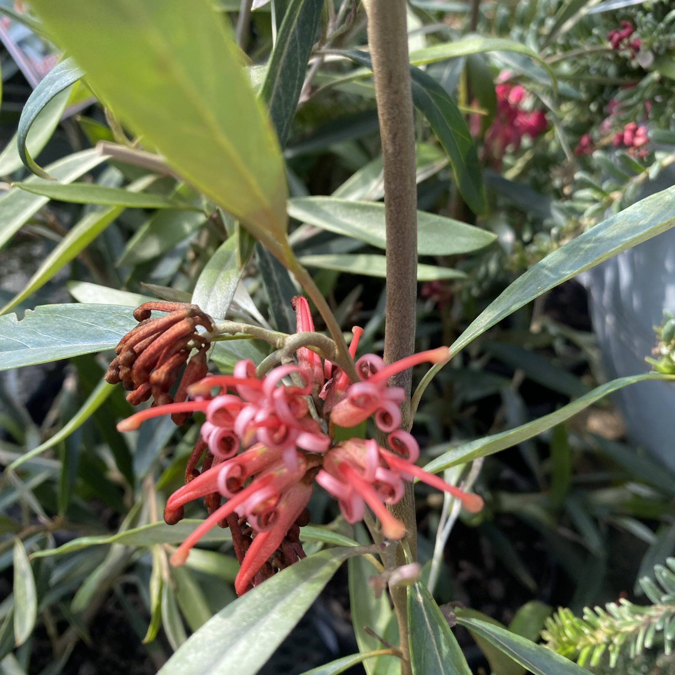 Grevillea 'Victoriae' Lushingtons