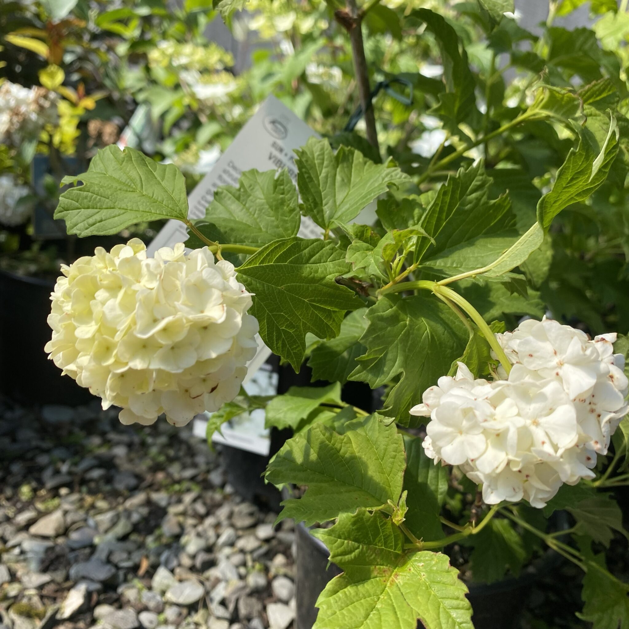 Viburnum 'Opulus Sterile' 'Snowball Tree' 2L Lushingtons