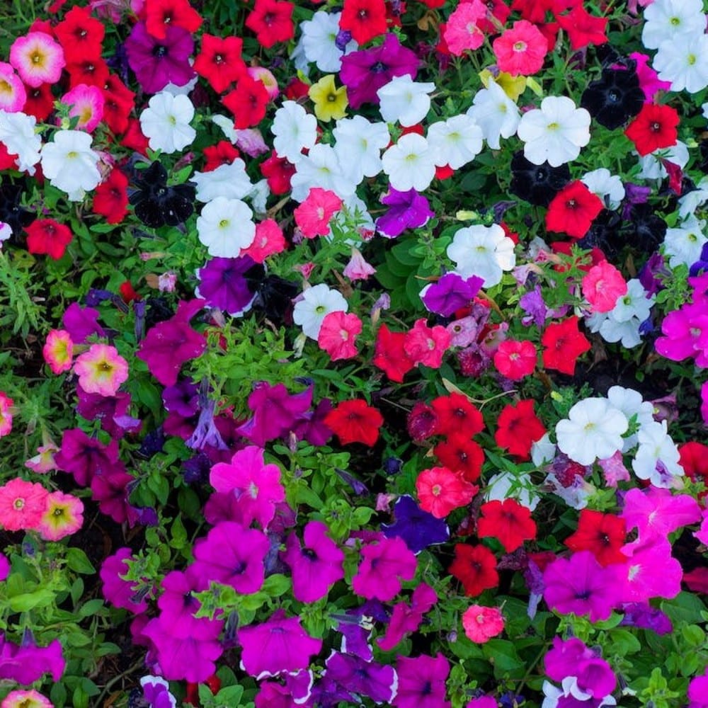 Flower Seedlings Lushingtons