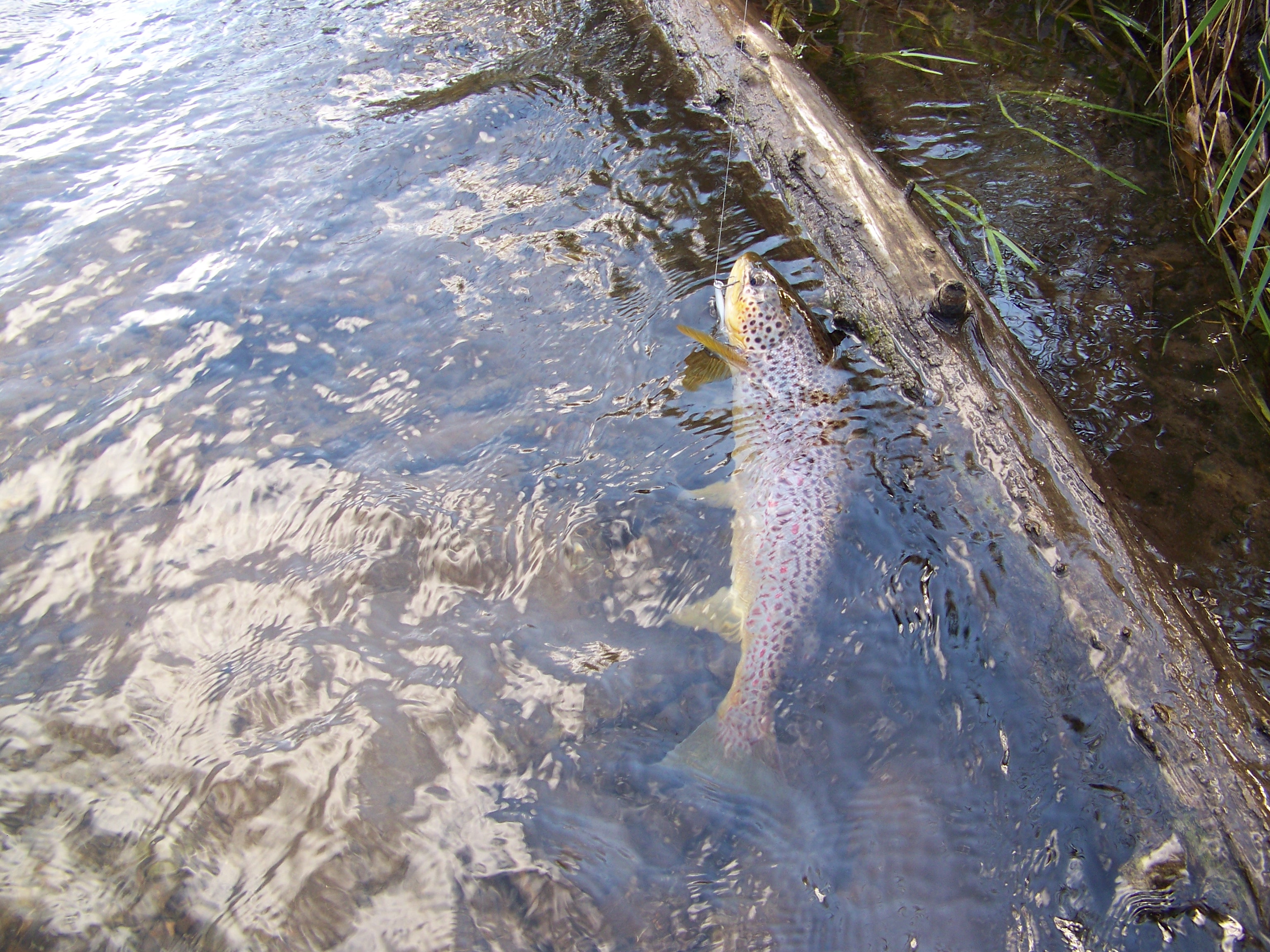 Sturgeon River Fichigan