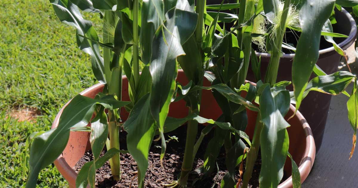 How to Grow Corn in Containers