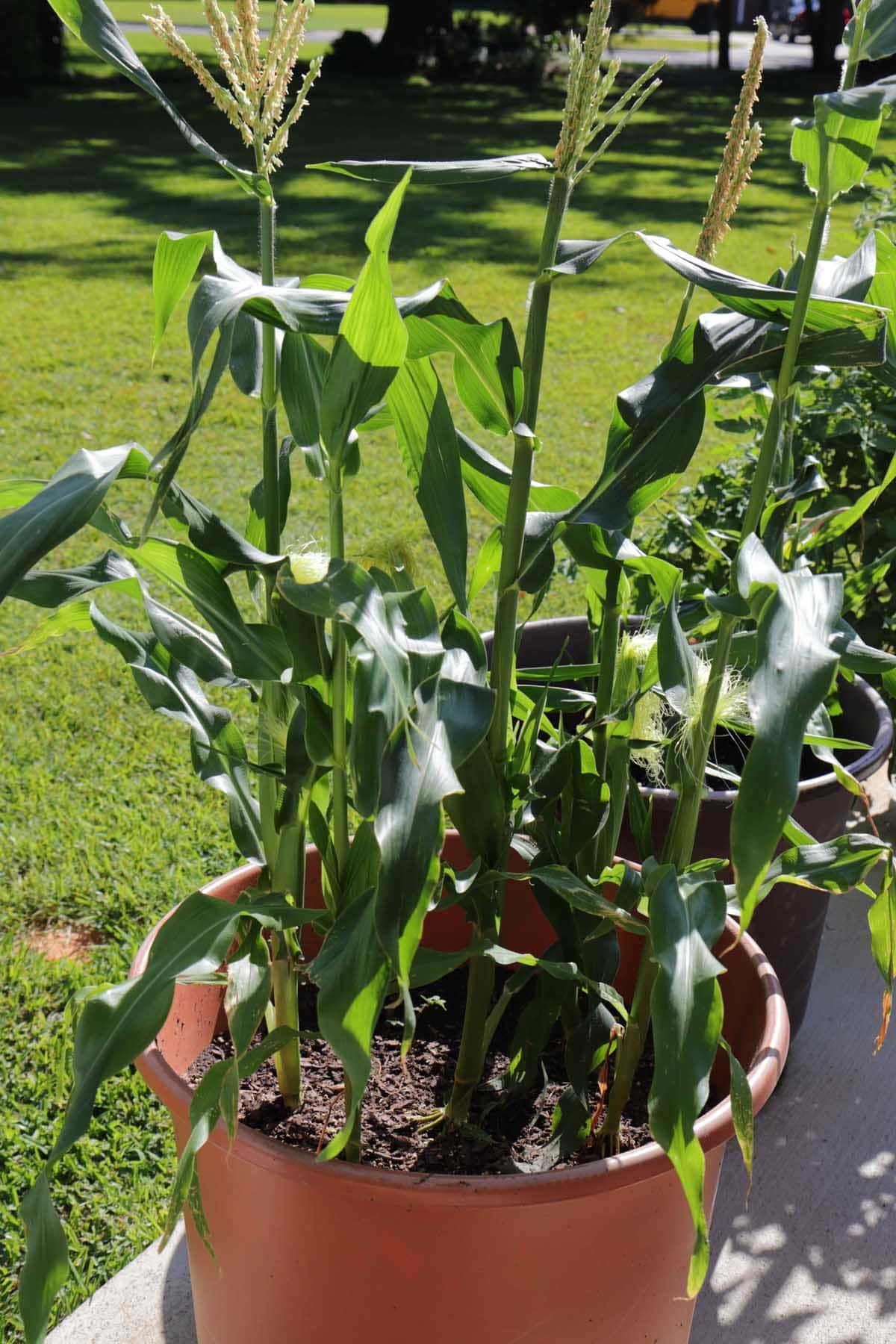 How to Grow Corn in Containers