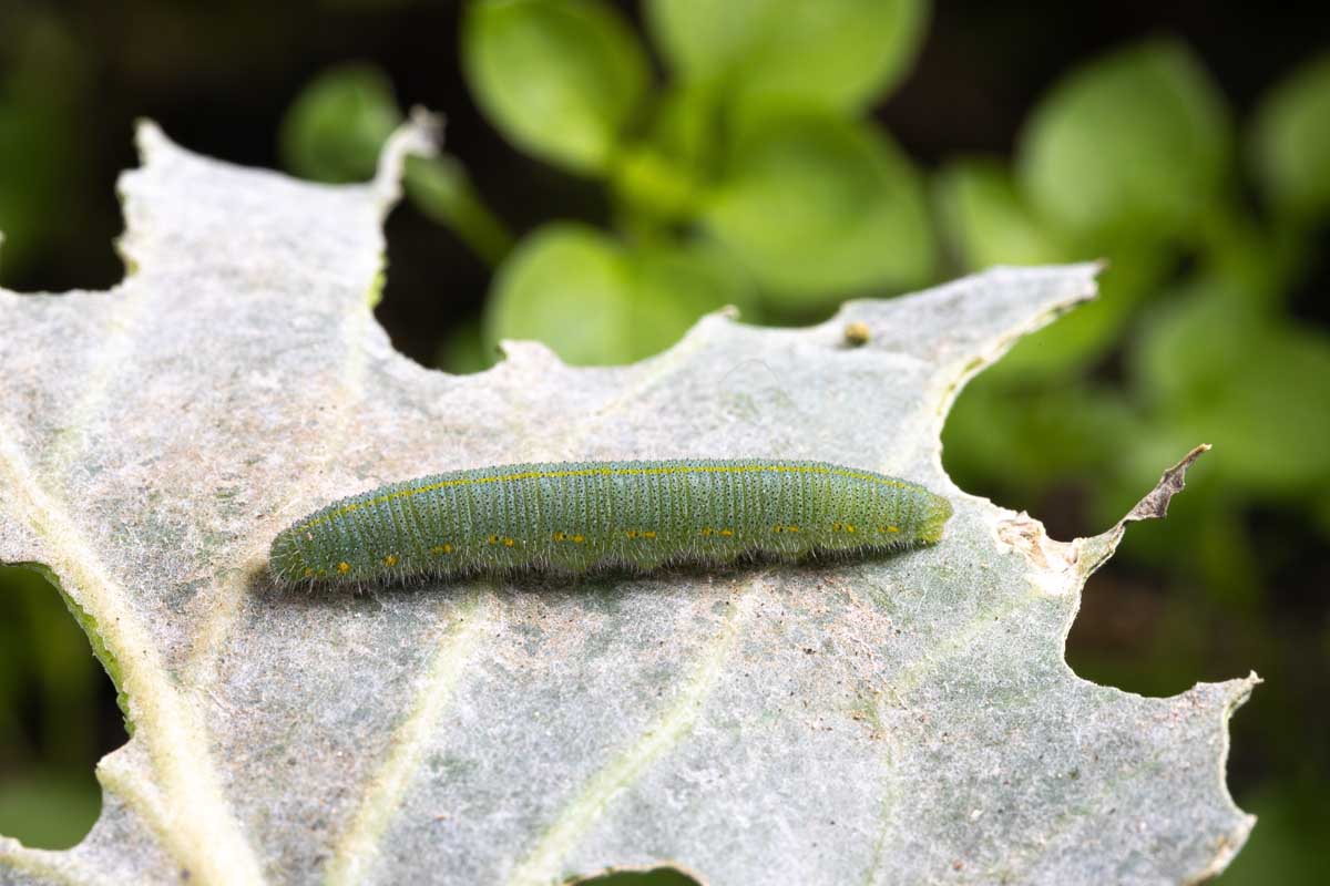How to Identify and Control Cabbage Worms and Related Pests