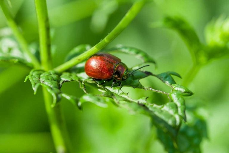 Mint Insect Pests