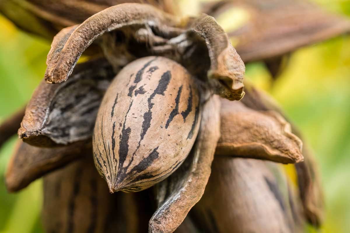 Pecan Tree Growing and Care Guide