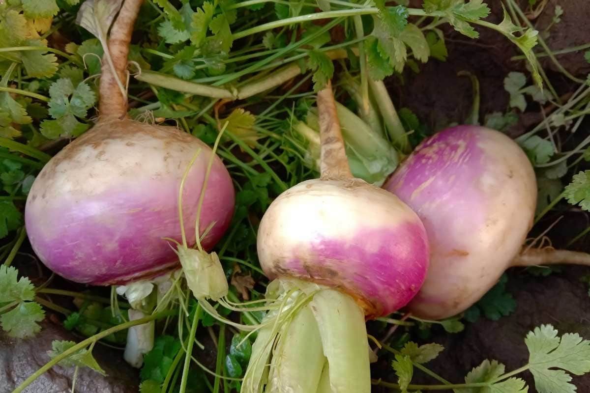 Turnip Planting and Growing Guide