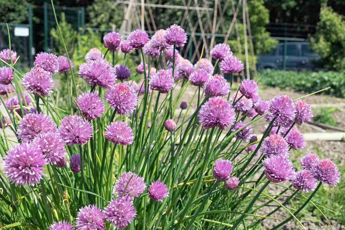 How to Use Chives as Companion Plants