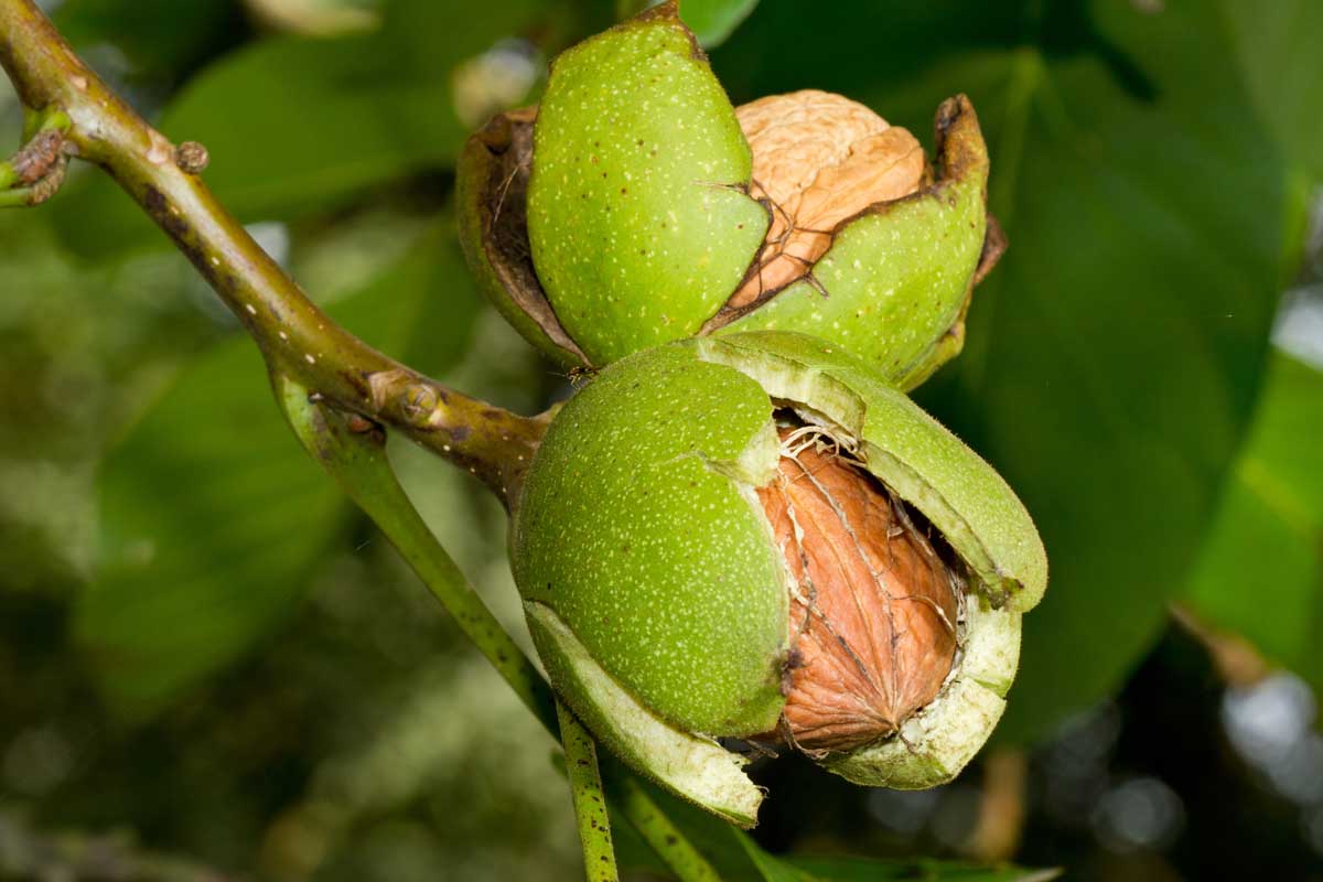 Walnut Tree Growing and Care Guide