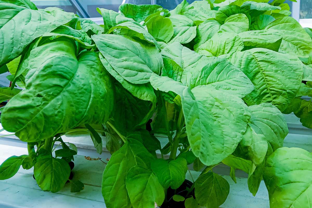 How to Grow Spinach Using Hydroponics