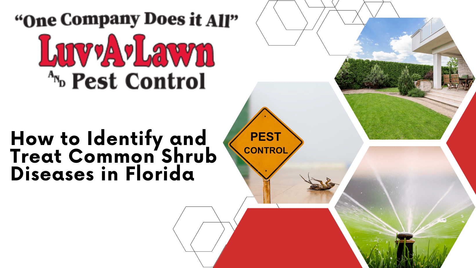 Common Shrub Diseases Identifying & Treating them in Florida